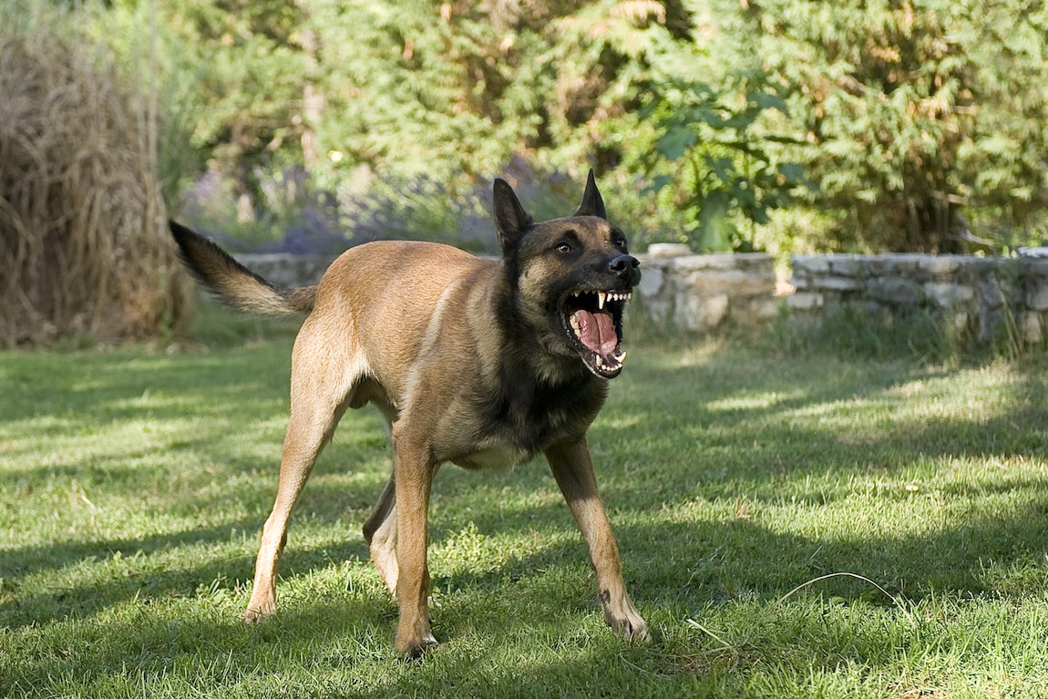 Does a Dog's Breed Affect a Dog Bite Case?