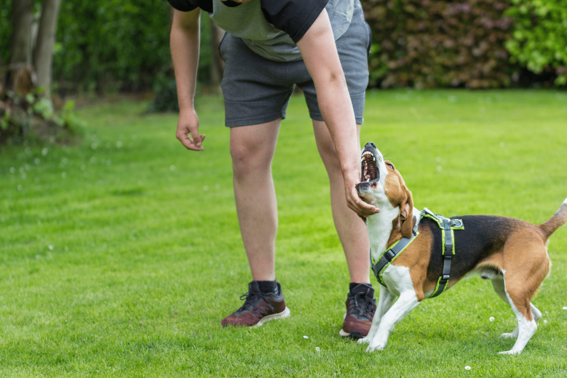 Dog Bites and Nerve Damage