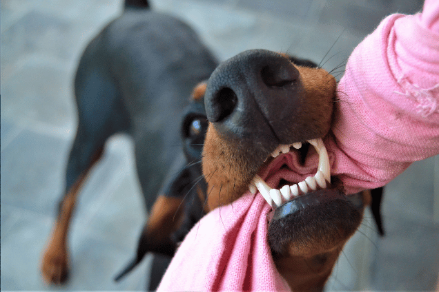 Dog Bite
